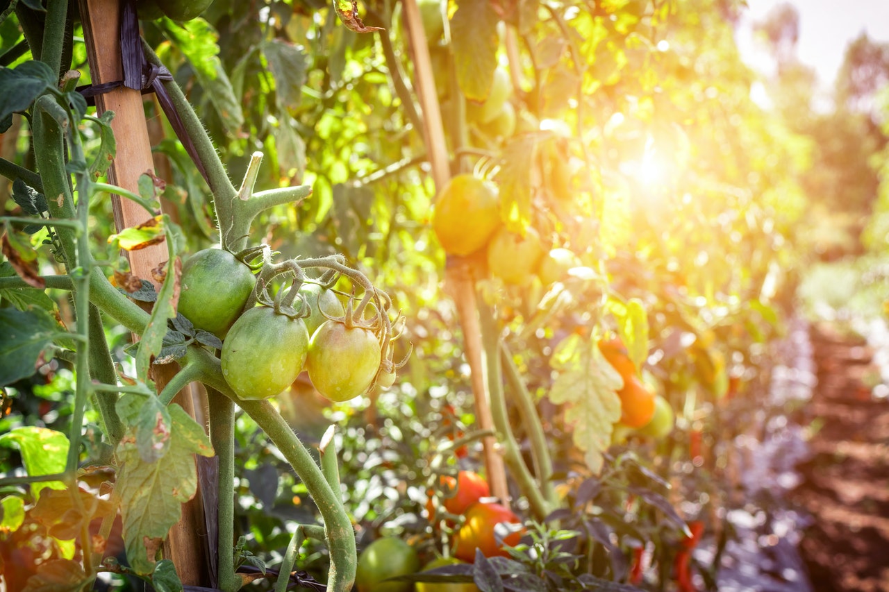 jardin tomates